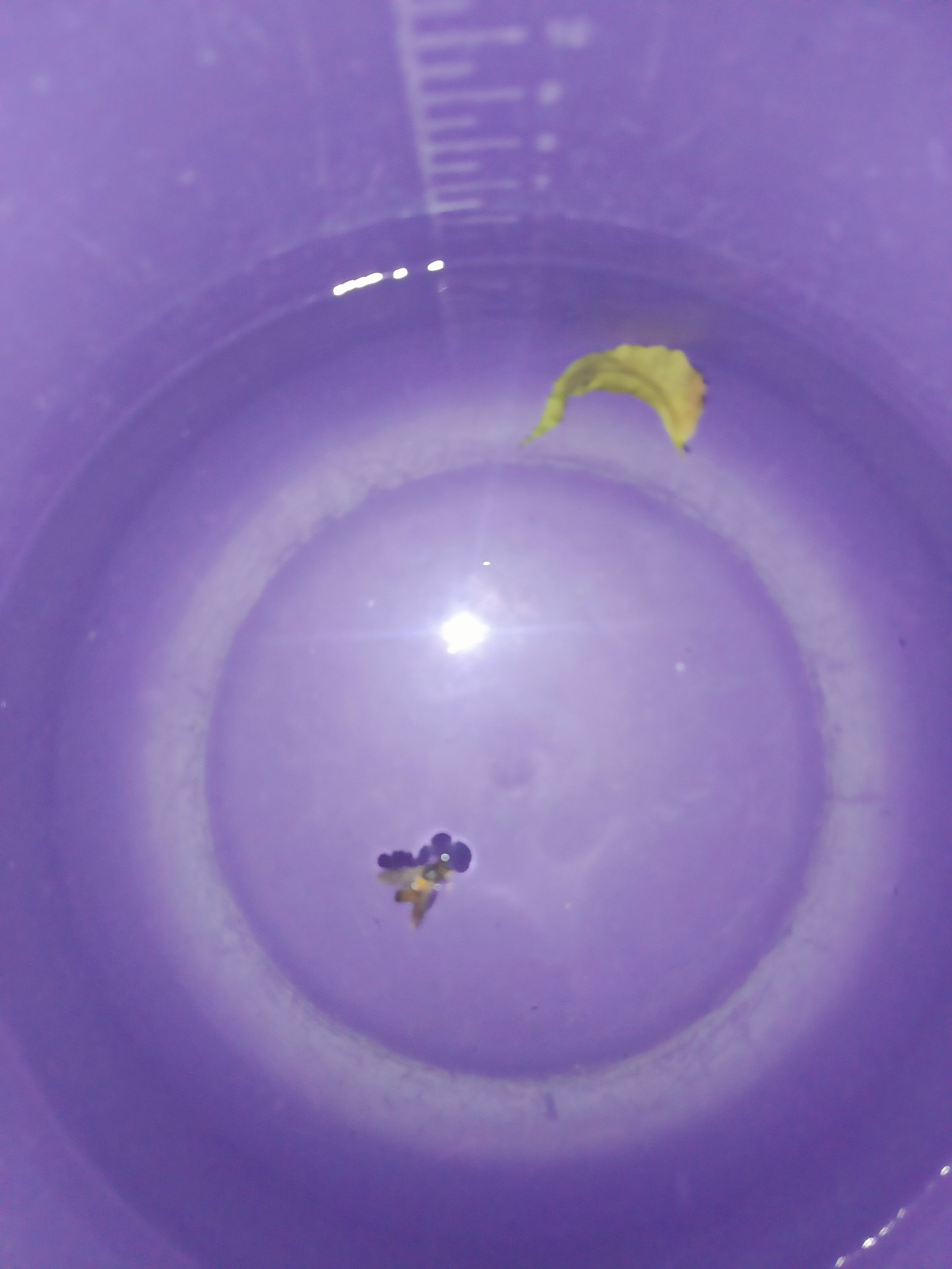 Dirty tank image